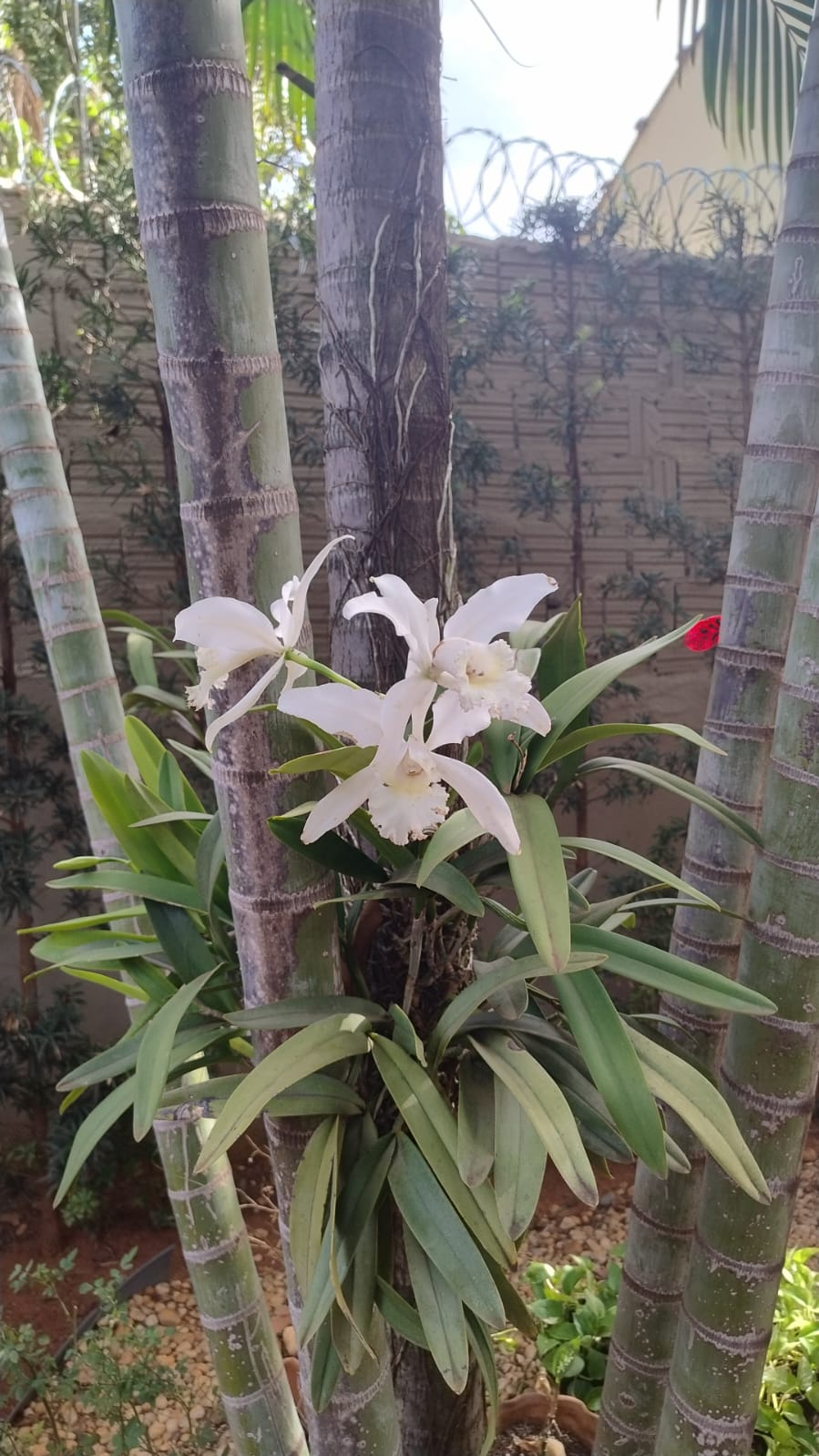 Foto Janta dos Cornetas